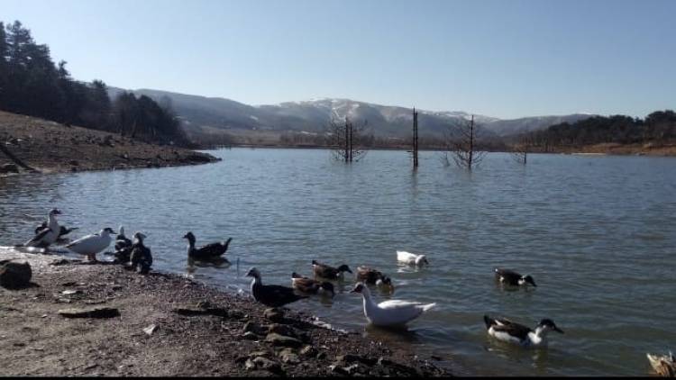 Dağın Yörük Güzeli; Dağyenice